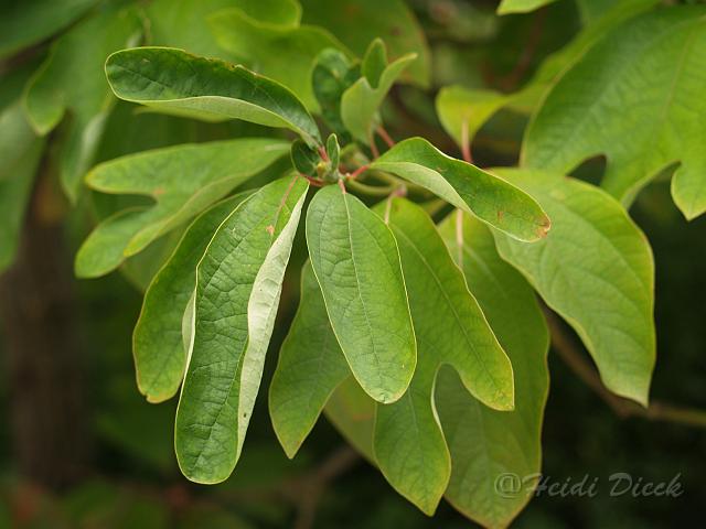 Sassafras albidum.jpg